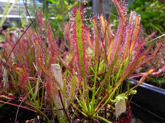 Drosera capensis, or sundews, have "tentacles" that secrete a sticky liquid to attract insects.