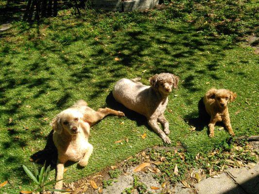 Three girlies, we keep them short in the heat