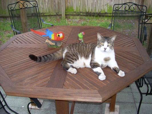 Mr Kitty relaxing under the Tiki Hut