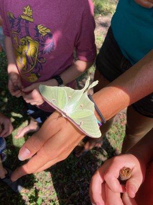 Children with Luna Moth