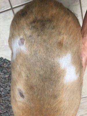 Maggie:  Picture taken 11/16/17.  Dr. visit 1118/17.  See next pic after topical treatment through 11/29/17