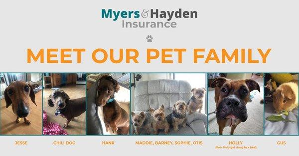 Myers & Hayden Insurance Pet Family