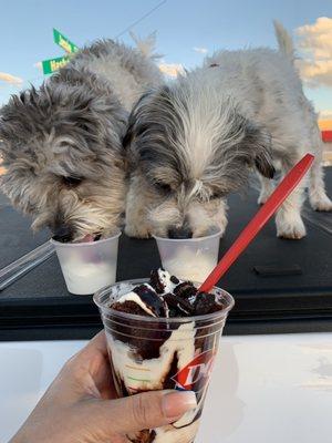 Oreo color Custrd.. complimentary cup for each of my dogs... they loved it as much as we did ours ....