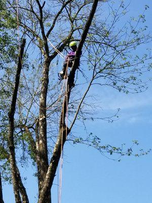 Flores Tree Service