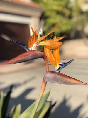 Have never see. TWINS on a Bird of Paradise!!!!