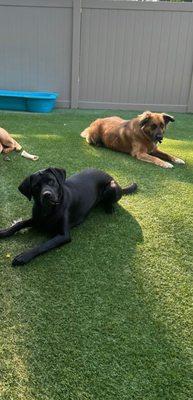 1 year old Skyy and 4 year old big brother Jed taking a break after playing chase with other pups at Dog Talk Daycare.