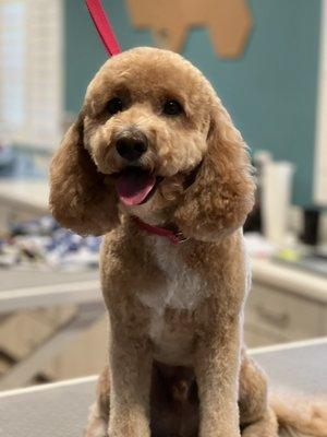 Mini poodle mix