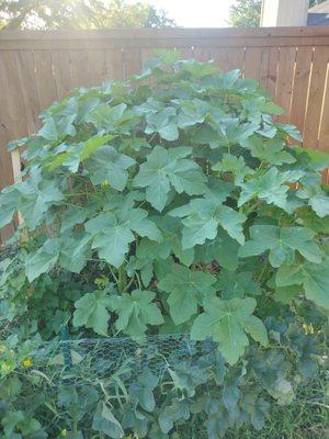 Okra plant fertilized with Compost Tea