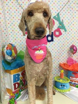 Ehu the wonderful therapy dog visits the residents weekly to interact and do activities with the residents.