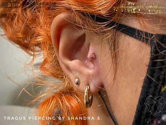 Fresh Tragus Piercing by Shandra with a Threadless Junipurr Yellow Gold Tri Bead. Shop at momsjewelry.com!