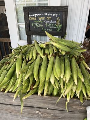 Corn, picked fresh