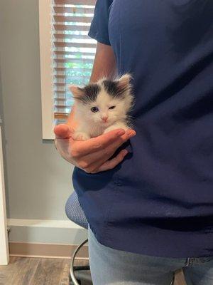 Pocket kitten getting some extra cuddles from our team!