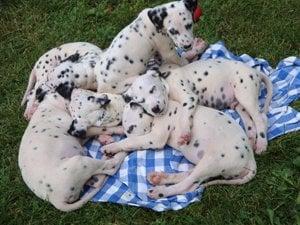 Dalmatian Rescue of Illinois.  6 puppies that were rescued and placed in loving homes