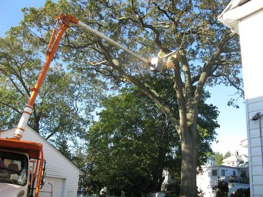 Suffolk County Tree Service