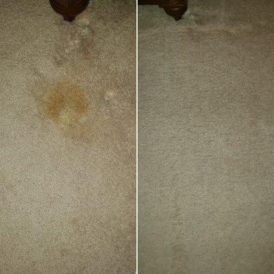 Xllnt Carpet Care