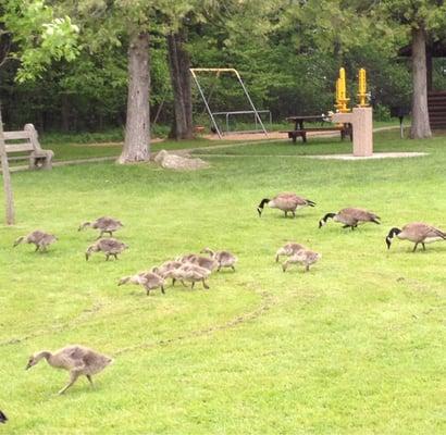 Geese in early summer