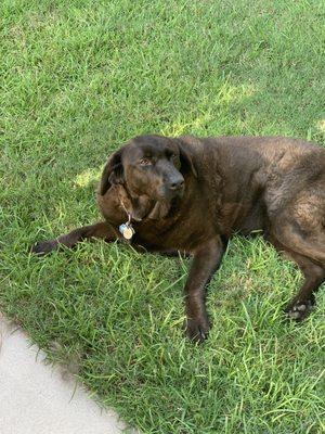 Elder pup  lab mix