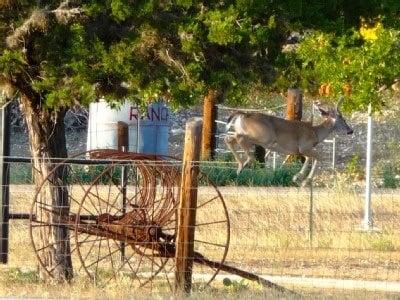 A huge variety of wildlife!