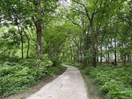 Wooded Trail