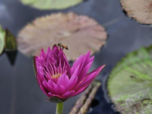 Flower with a bee on it