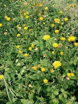 Calendula Flowers  Almost ready to harvest for ADK Calendula Marigold Soap