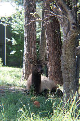 Elk resting in the pines