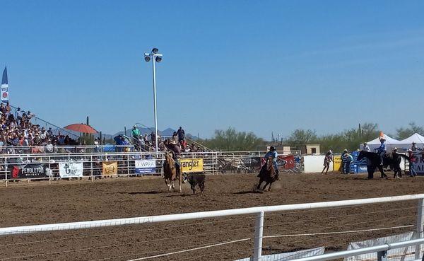 Calf Roping (tie-down roping).