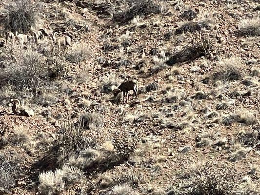 Bighorn sheep