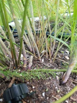 Drip irrigation will help our asparagus flourish