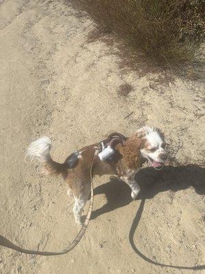 Hiking with Finn!