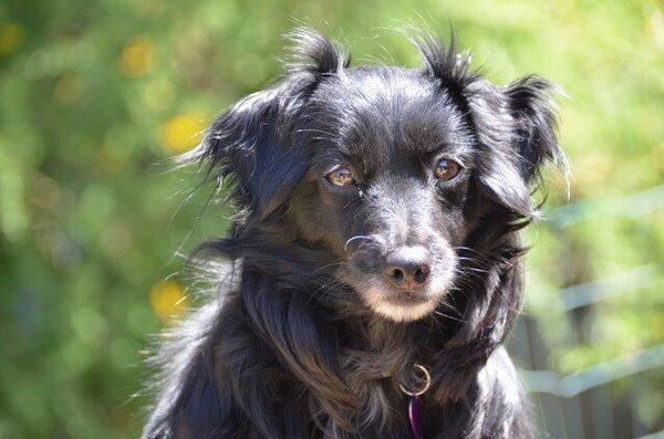 Olive loves to go to Dr Domotor's Animal House Veterinary Hospital