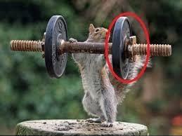 This squirrel has bad form #gymfail #gym  #MaxEllis