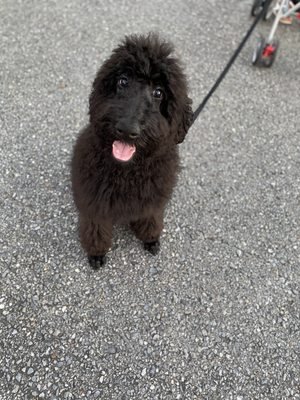 Mr Milo after his spa day