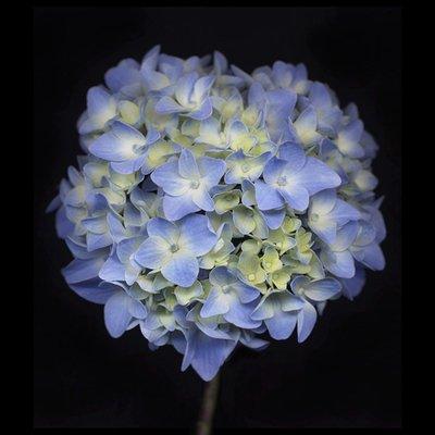 Chad Kleitsch Photograph "Hydrangea"