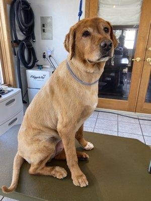 Some people like their Golden's looking like a Lab.  Buttercup is such a sweetheart!