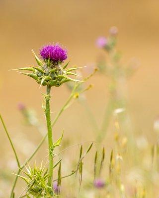 Wildcat Canyon Regional Park