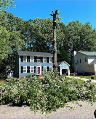 tree service