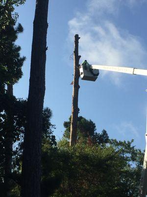 Removing tree by blocking it off in smaller pieces