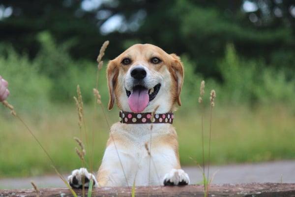 It's Your Dog School for Dogs