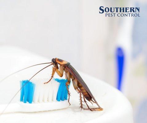 Southern Pest Control