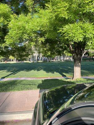 Grass & Large Trees at Nisson Park