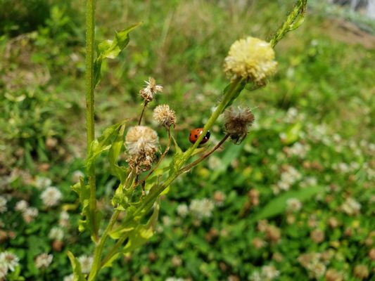 This was a cute lady bug.