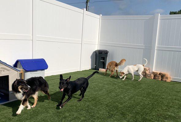 Happy dogs at daycare!