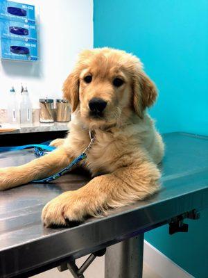 First vet visit