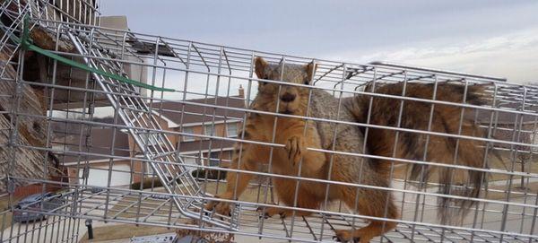 This is a squirrel that was living in a customers attic. We were able to remove squirrels and cause no harm to them or home owners.