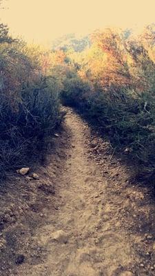 The Trail