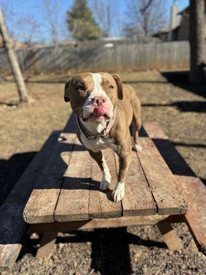 Client Bella enjoying yard time