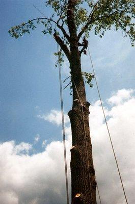 Arrow Tree Experts & Stump Removal