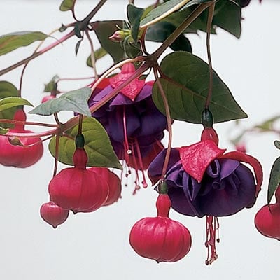 Fuchsia Hanging Basket