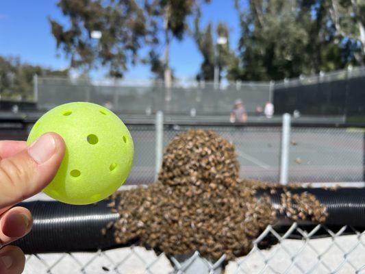 LAGUNA NIGUEL Regional Park, Laguna Niguel, California! #UnBEElievable #PickleballShenanigansInThePark